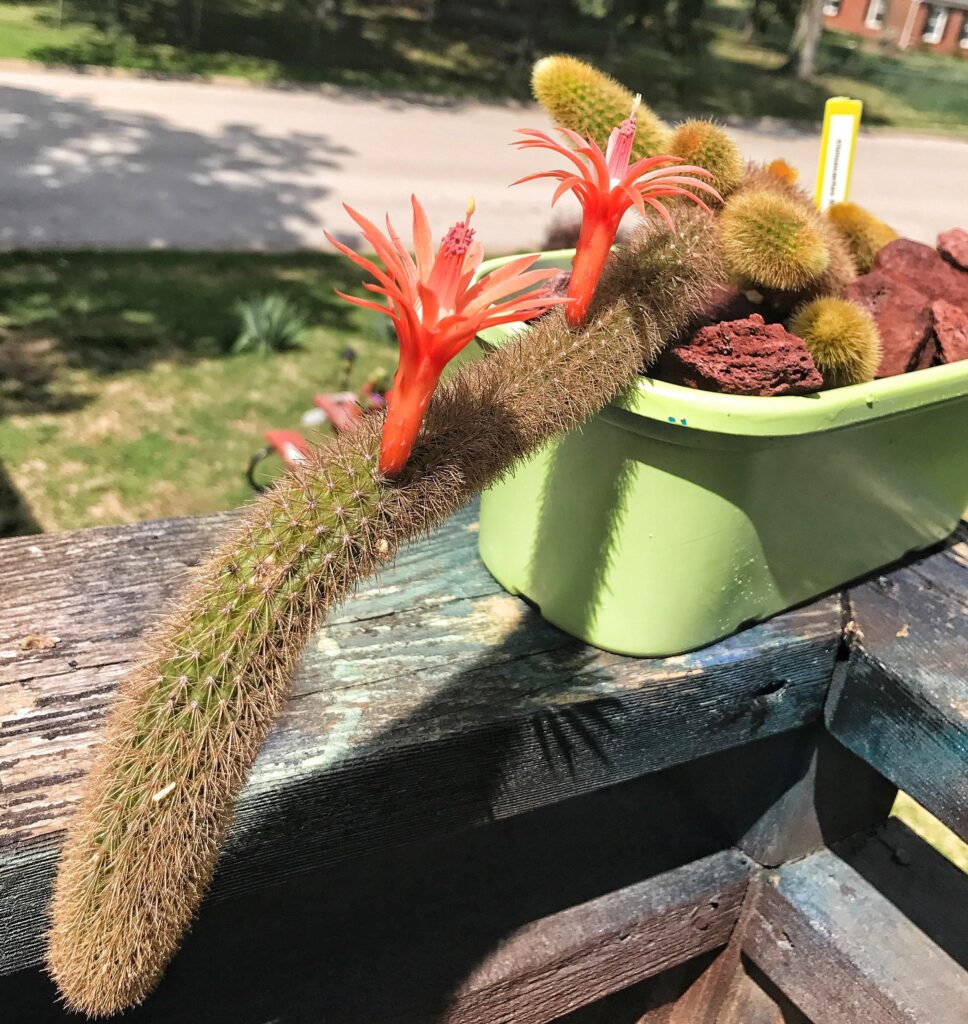 Cleistocactus winteri AGM - Golden Rat's Tail