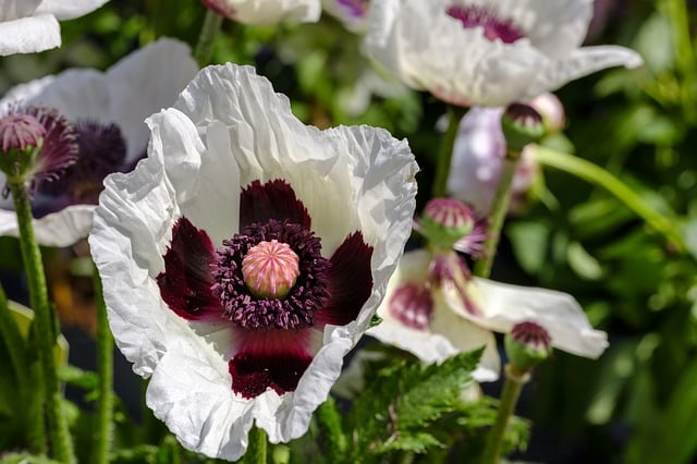 Papaver orientale ‘Royal Wedding’
