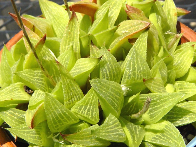 Star cactus is a slow grower, you don't have to repot it every year