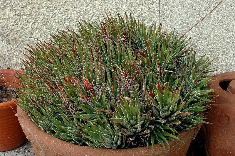 Repot Haworthia fasciata every spring