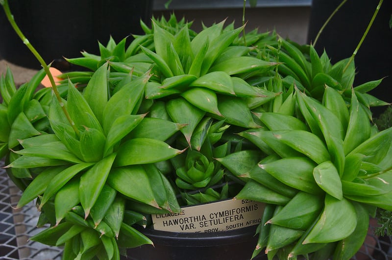Repot Haworthia Cymbiformis when it outgrows the current container