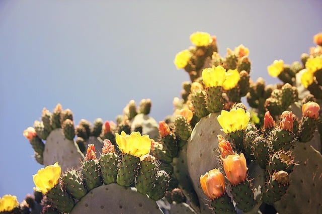 prickly pear cactus
