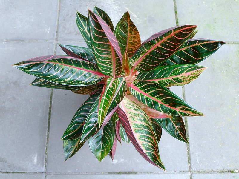 Aglaonema Pride of Sumatra