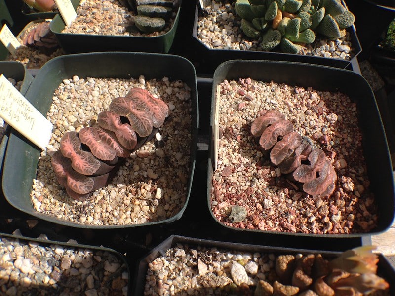 How to propagate Haworthia truncata 