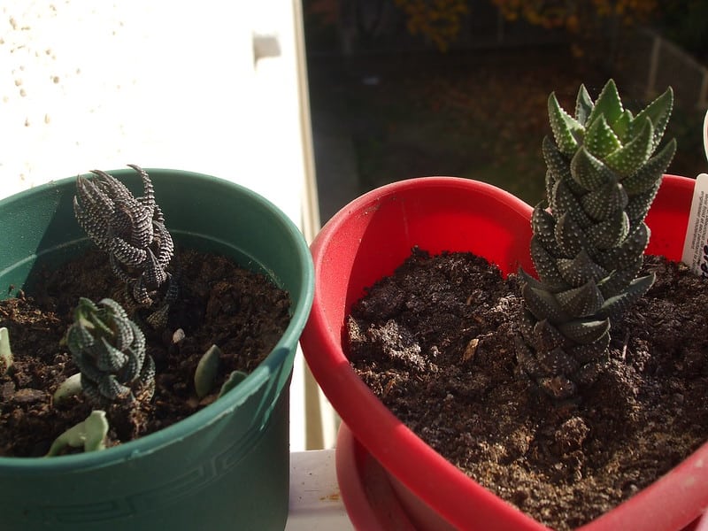 Haworthia coarctata propagation methods
