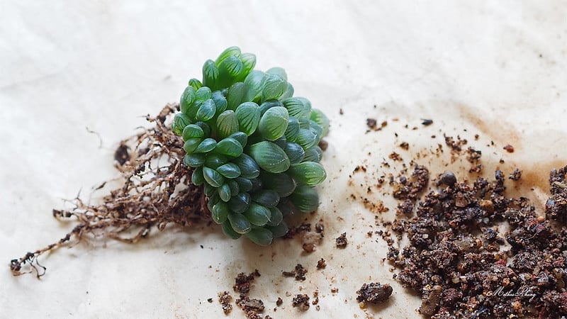 Haworthia cooperi propagation