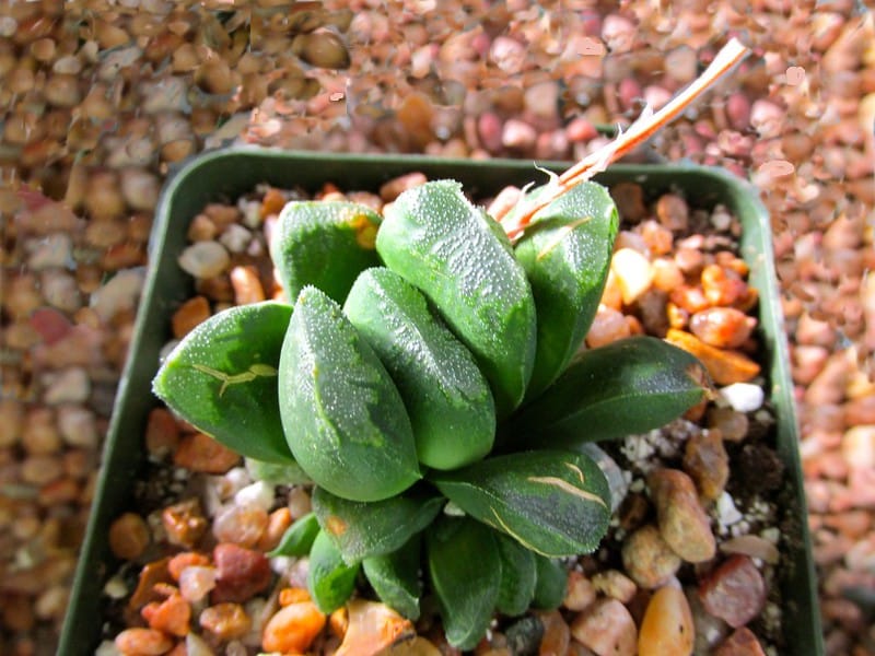 Haworthia truncata propagation methods