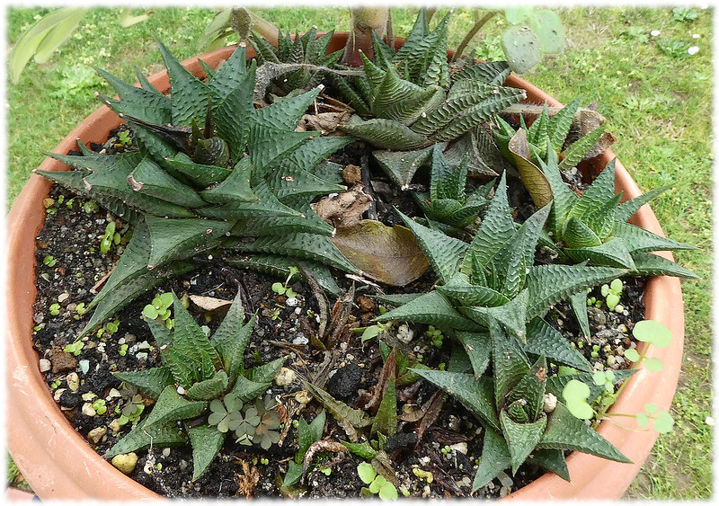 Haworthia Limifolia propagation methods