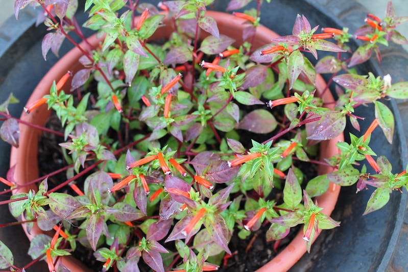 Prune Firecracker plant to promote flowering and new growth