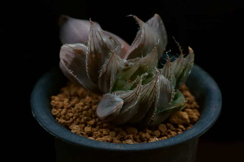 Prune Haworthia cooperi to shape it the way you want
