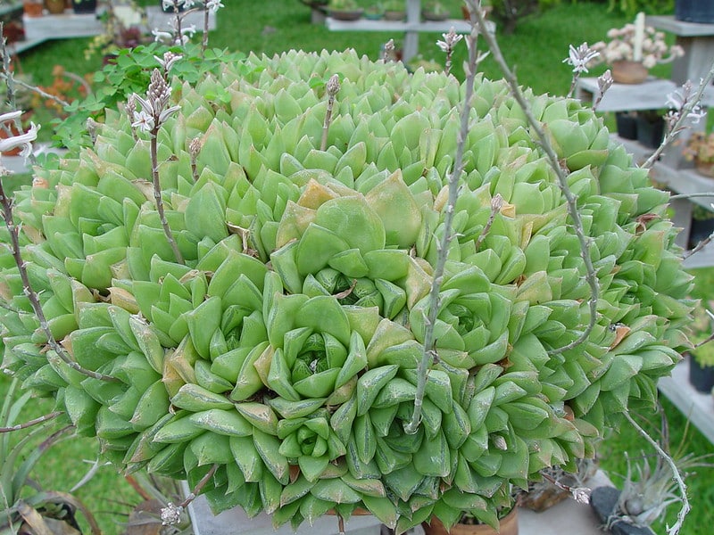 Prune Haworthia Cymbiformis to keep it healthy