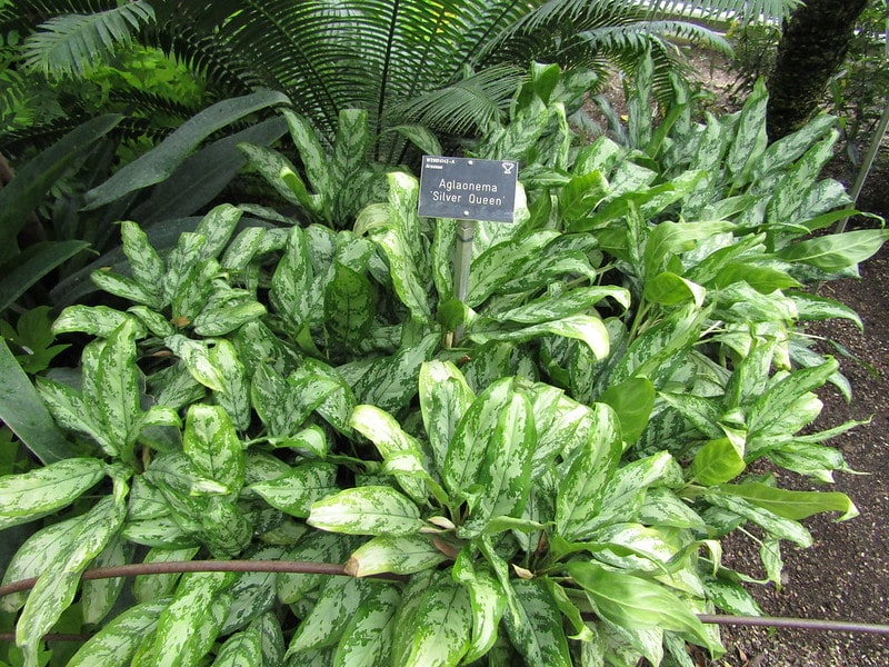 Aglaonema ‘Silver Queen’