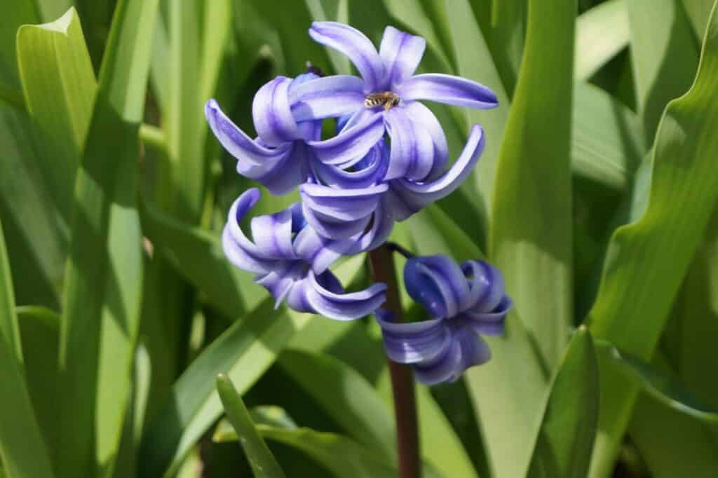 Hyacinths orientalis