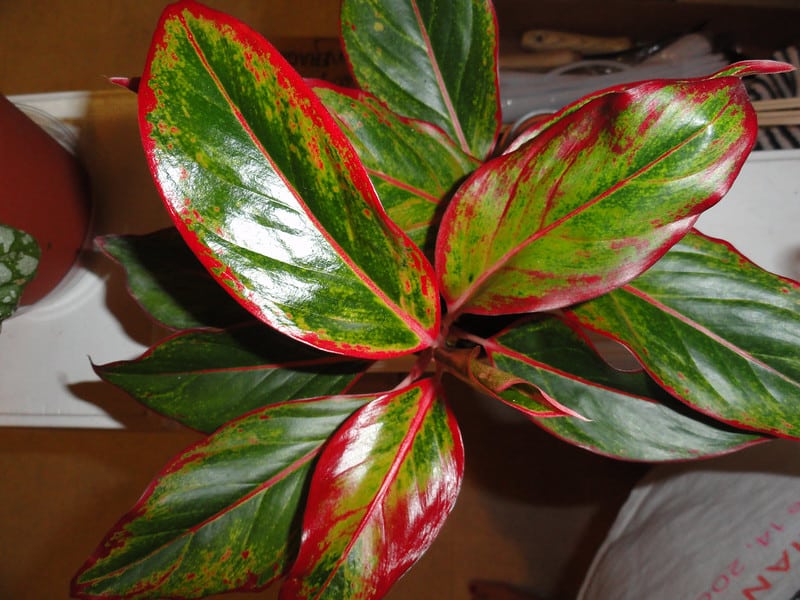 Aglaonema ‘Red Gold’