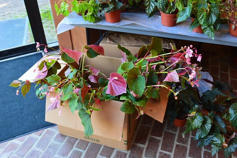 Repot Hardy Begonia when current container is too small