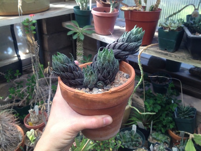 Haworthiopsis coarctata is a slow grower