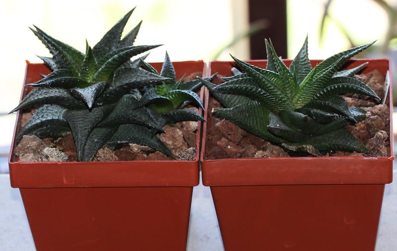 Repotting Haworthia limifolia