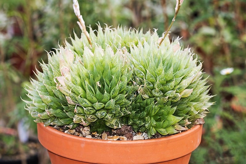 Repot Haworthia Cooper when the rosette reaches the pot edge