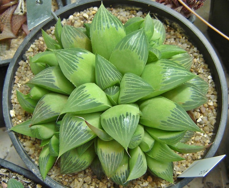 Haworthia Retusa needs well-draining soil 