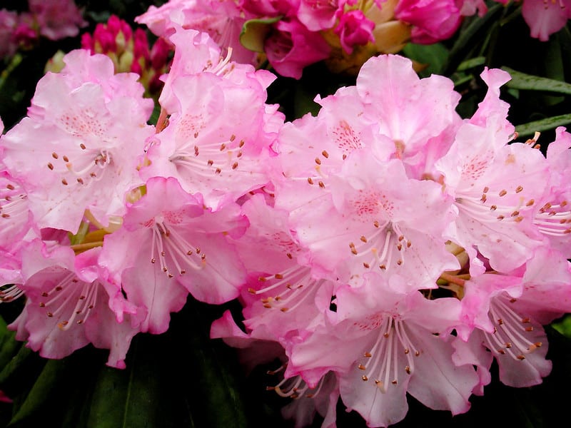 Rhododendrons