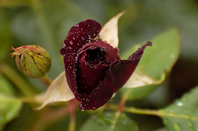 Rosa ‘Black Baccara’