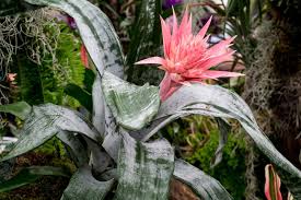 Aechmea fasciata - Urn Plant