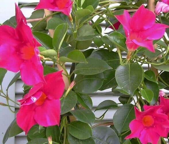 Mandevilla splendens