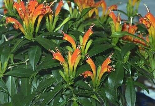 aeshynanthus speciosus