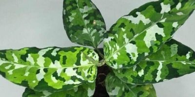 Aglaonema Pictum Tricolor
