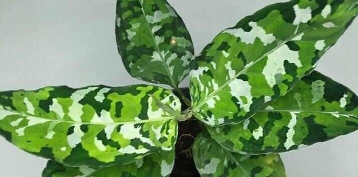 Aglaonema Pictum Tricolor