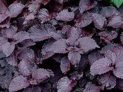 Black Prince Coleus