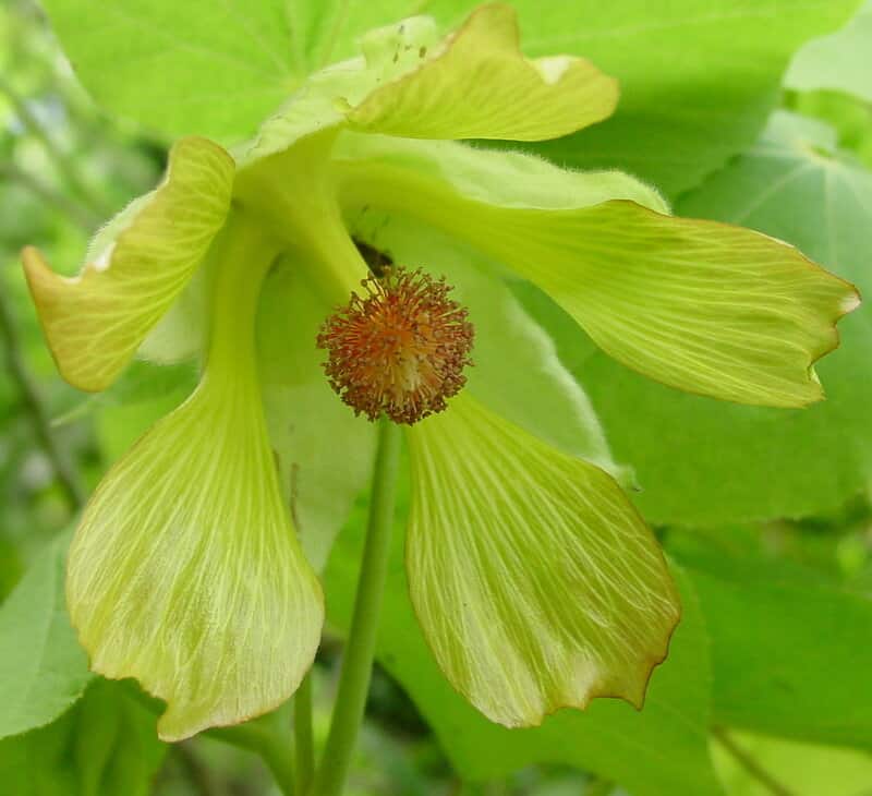 Abutilon sandwicense