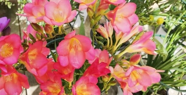 Freesia x hybrida