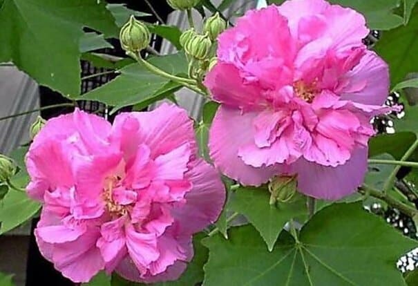 Hibiscus mutabilis - Cotton Rose