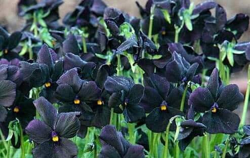 Viola Molly Sanderson