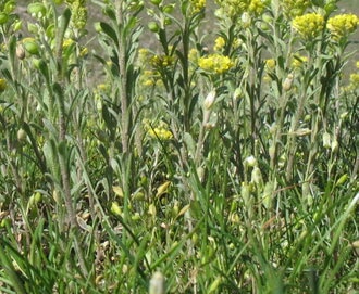 Alyssum desertorum Stapf