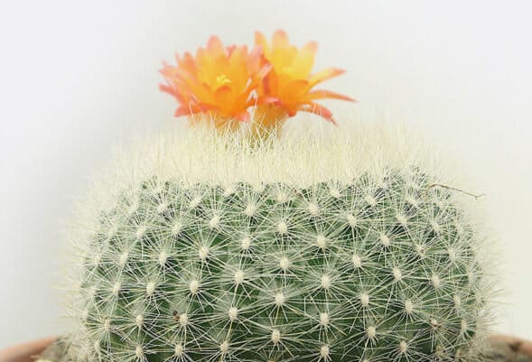 Brasilicactus haselbergii