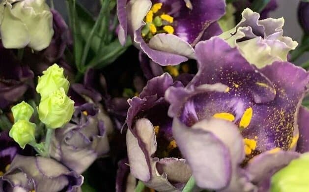 Bohemian Black violet