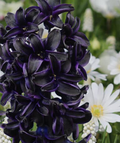 Dark Dimension Hyacinth