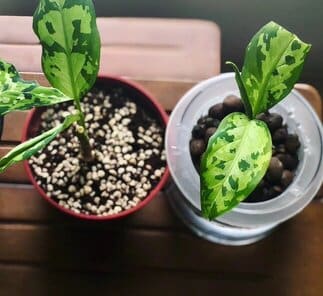 camouflage aglaonema