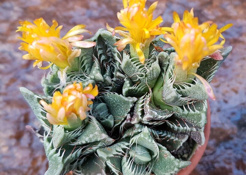 Faucaria tigrina - Tiger's Jaws