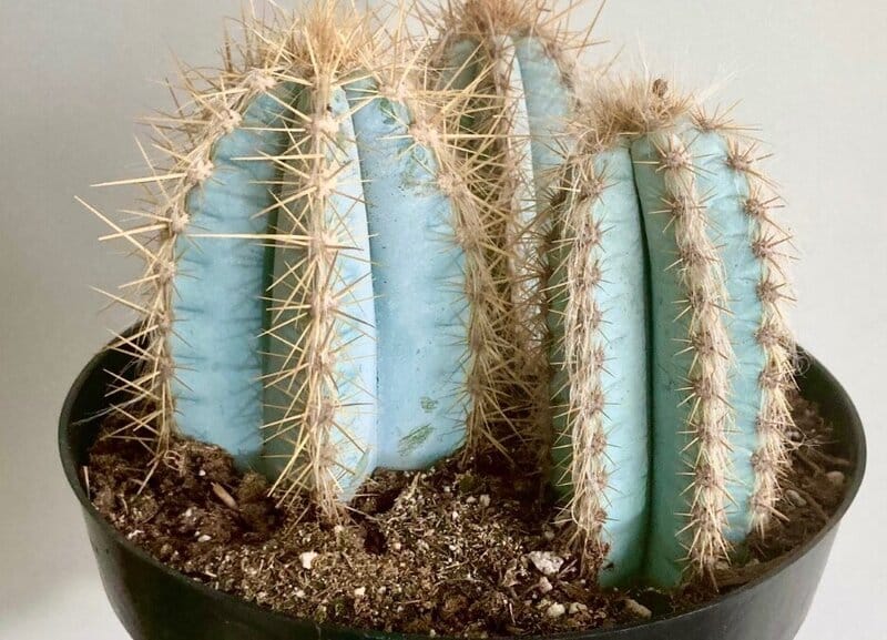 Pilosocereus pachycladus - Blue Torch Cactus