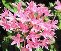 Pentas lanceolata - Egyptian Star