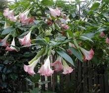 Brugmansia "Frosty Pink"