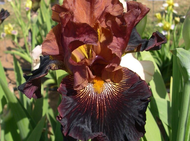 The Most Beautiful and Exotic Brown Flowers – #1 List of 25 Brown Flowers