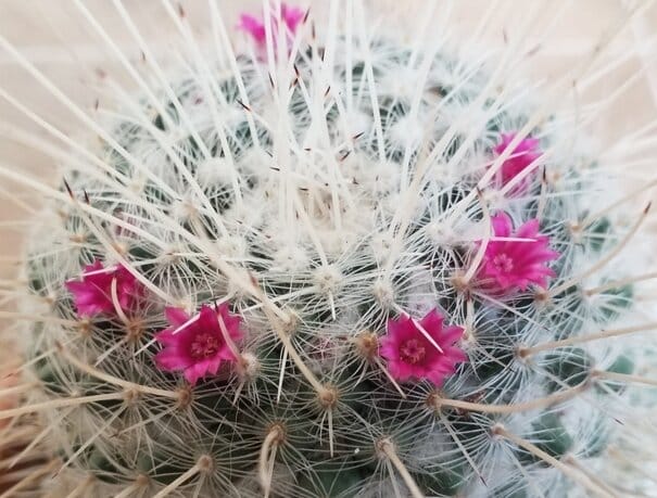 Mammilaria geminispina