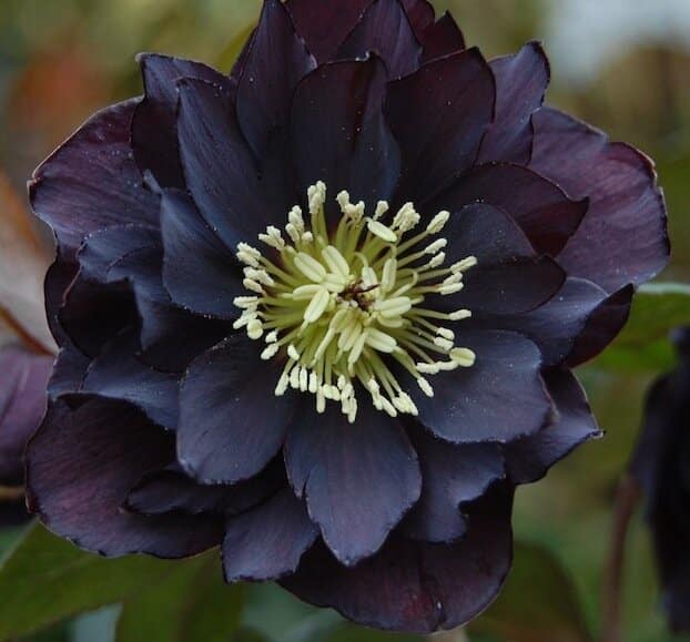 Black Hellebore