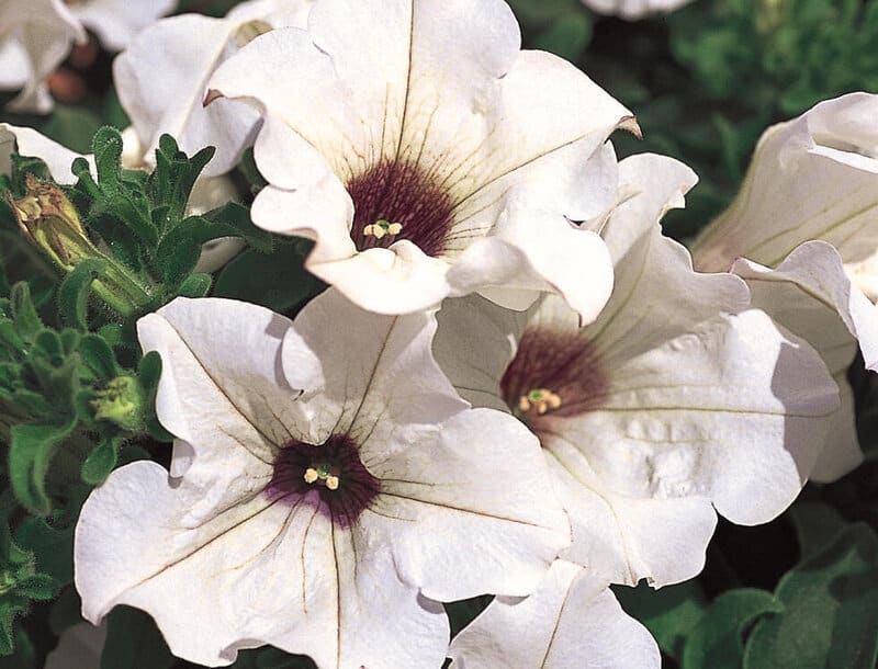 Petunia hybrida