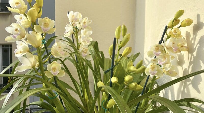 Cymbidium green