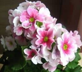 Primula obconica - German Primrose